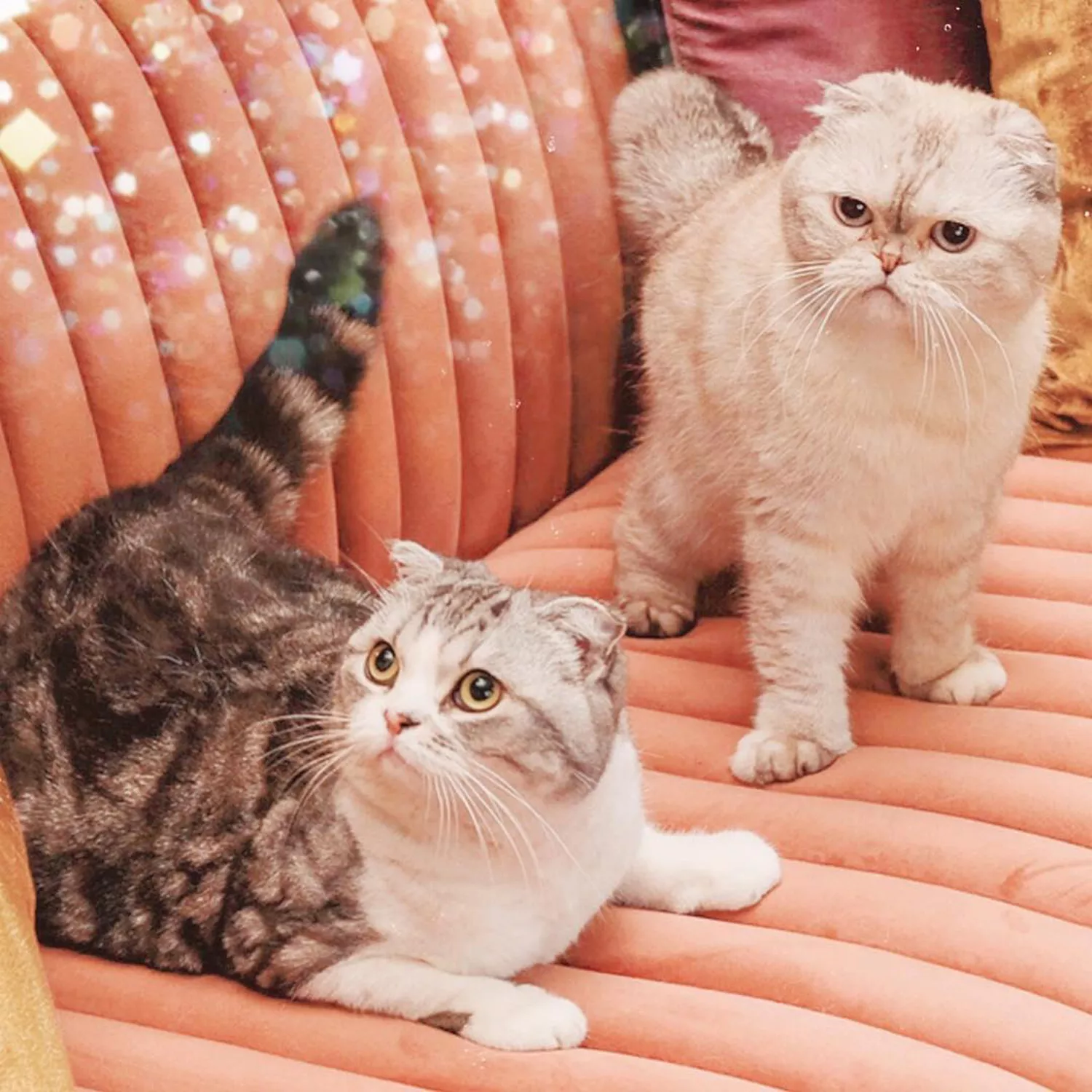 Taylor Swift cats