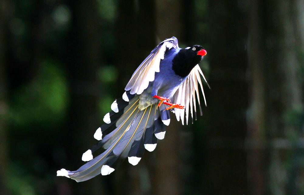 Taiwan Blue Magpie (Urocissa caerulea) – QR Learning Platform