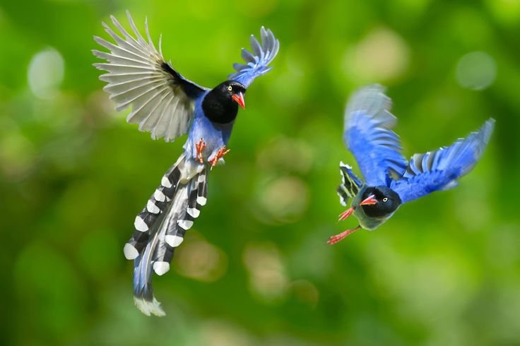 The Taiwan blue magpie, also called the Taiwan magpie or Formosan blue  magpie or the "long-tailed mountain lady", is … | Beautiful birds, Most  beautiful birds, Bird