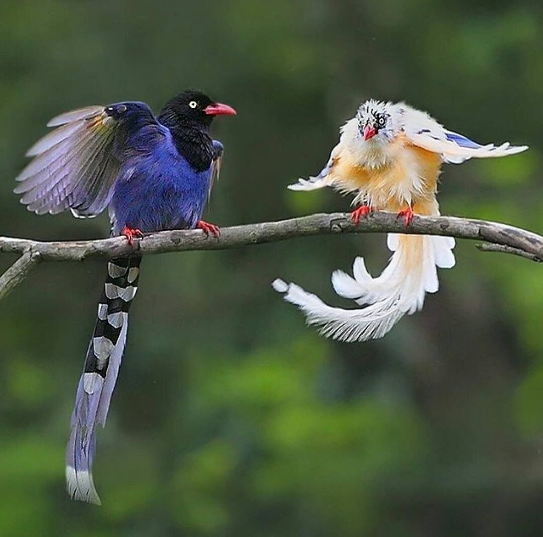 World birds on X: "Taiwan blue magpie (Urocissa caerulea) #painting #art  https://t.co/xNKZqV2aKC" / X