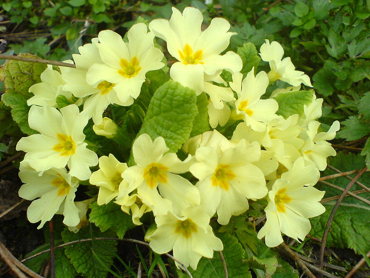 Primrose (Primula Vulgaris) - Glenlivet Wildlife