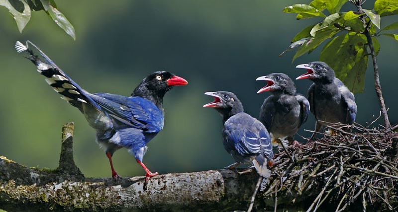 Spotting Taiwan's Rare Blue Magpie: A Bucket-List Opportunity! - Birdoftheworld: All About Beautiful Birds From Around The World