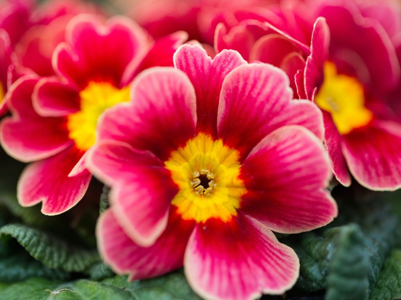 Caring For Primrose Plants: How To Grow And Care For Primrose | Gardening  Know How