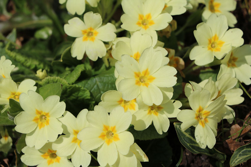 When Do Primroses Flower? | Flower Care Tips | Brant Florist