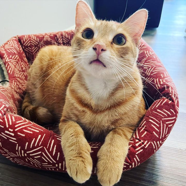 orange cat in bed