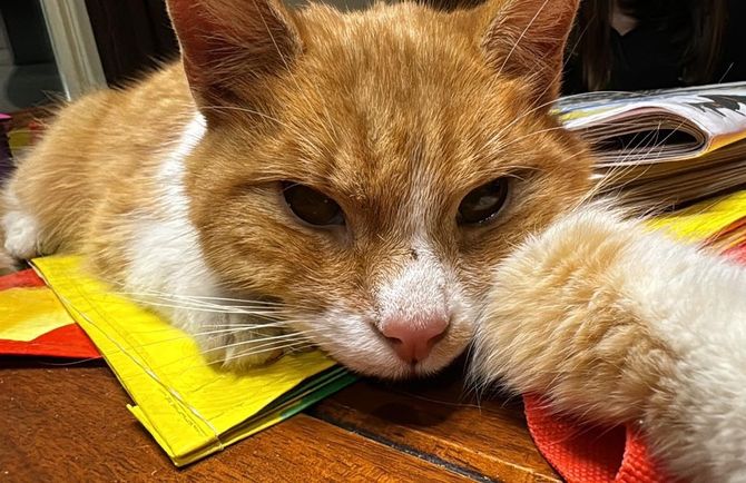 cat tired desk